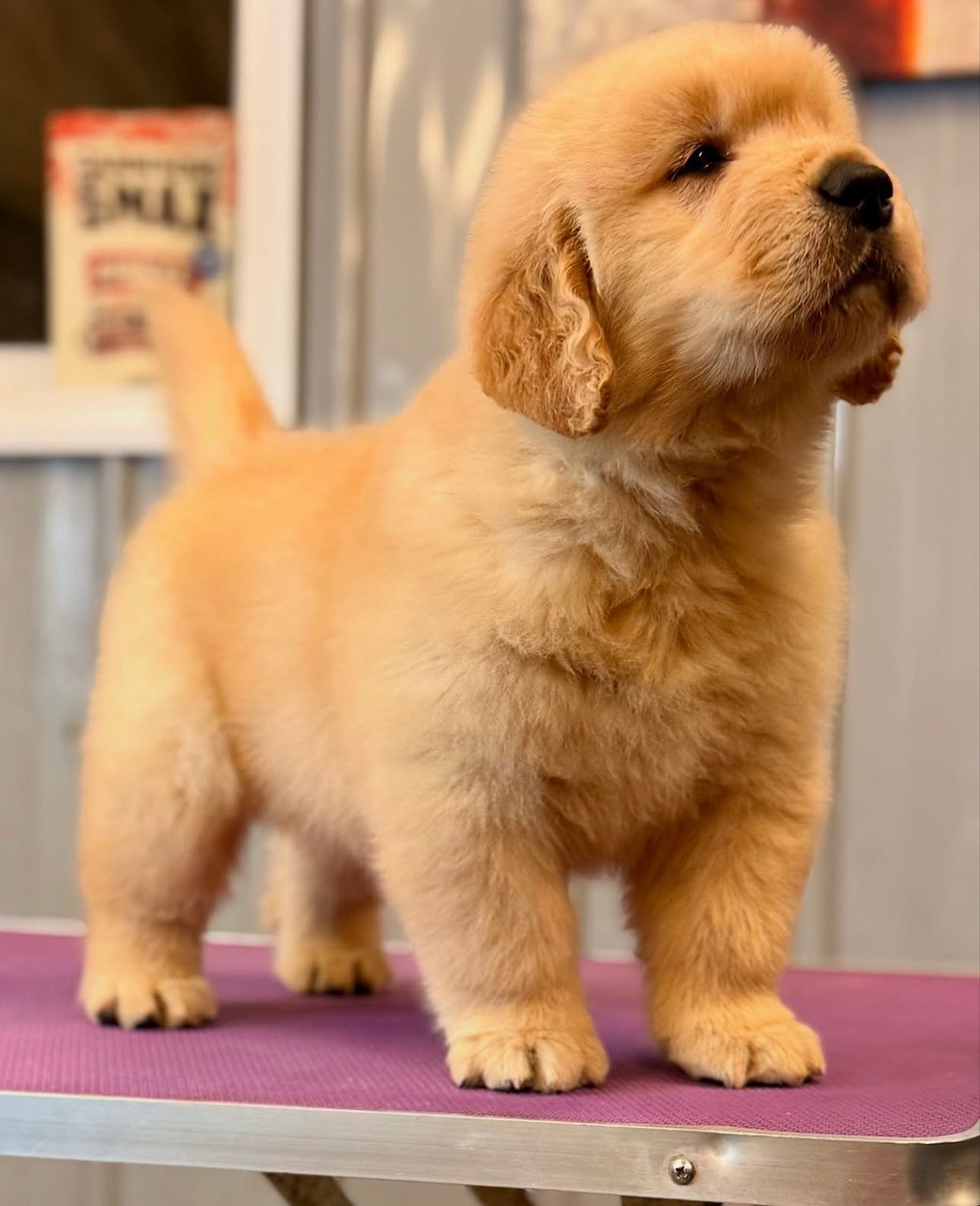 Bollo — Golden Retriever puppy from PrestigeGoldenHome