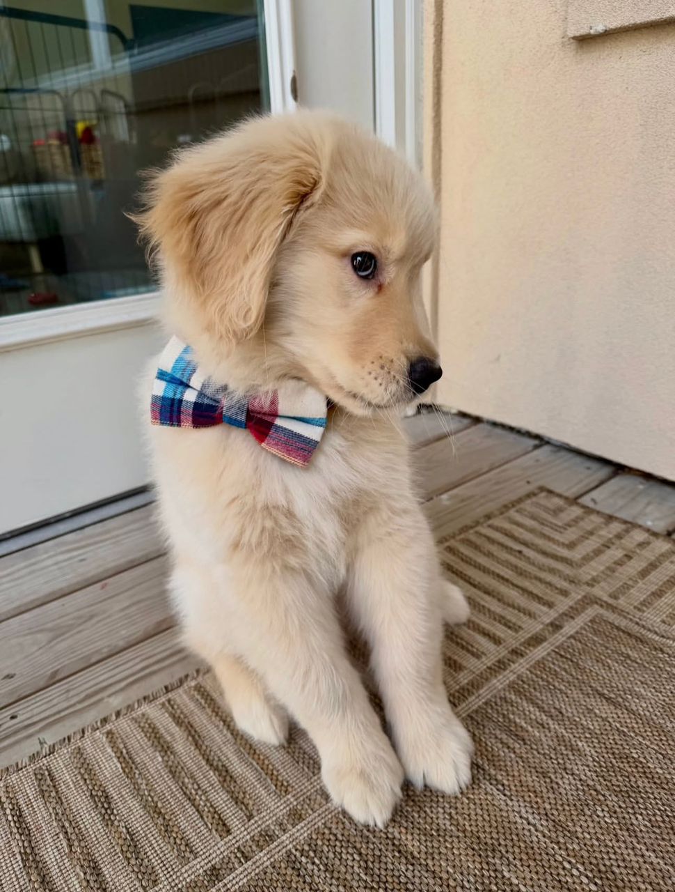 PrestigeGoldenHome — Golden Retriever puppy Lisa