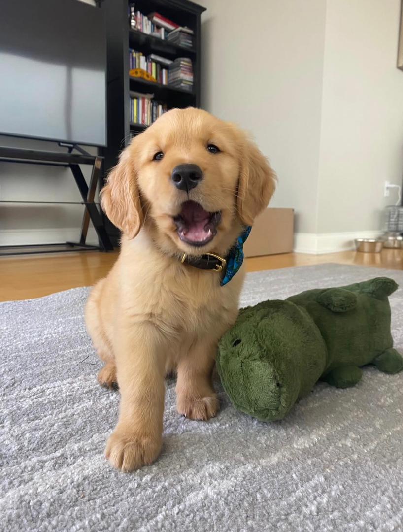 Mallory — Golden Retriever puppy from PrestigeGoldenHome