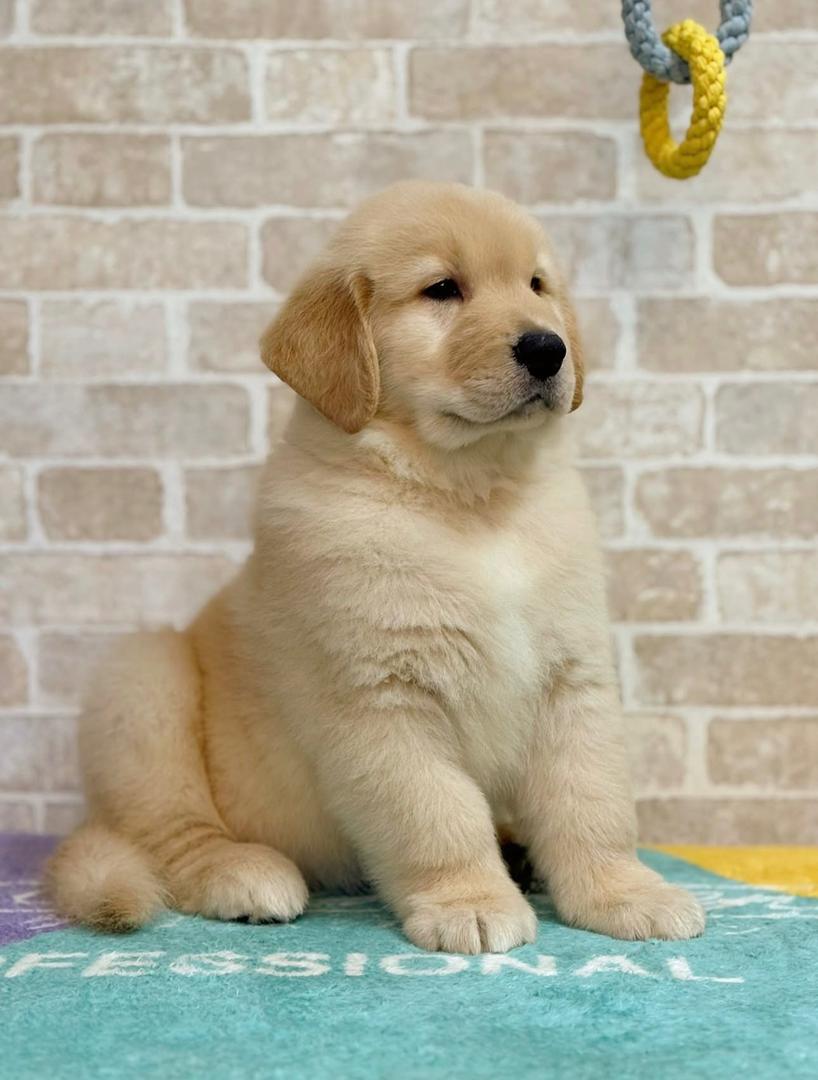 Ray — Golden Retriever puppy for sale