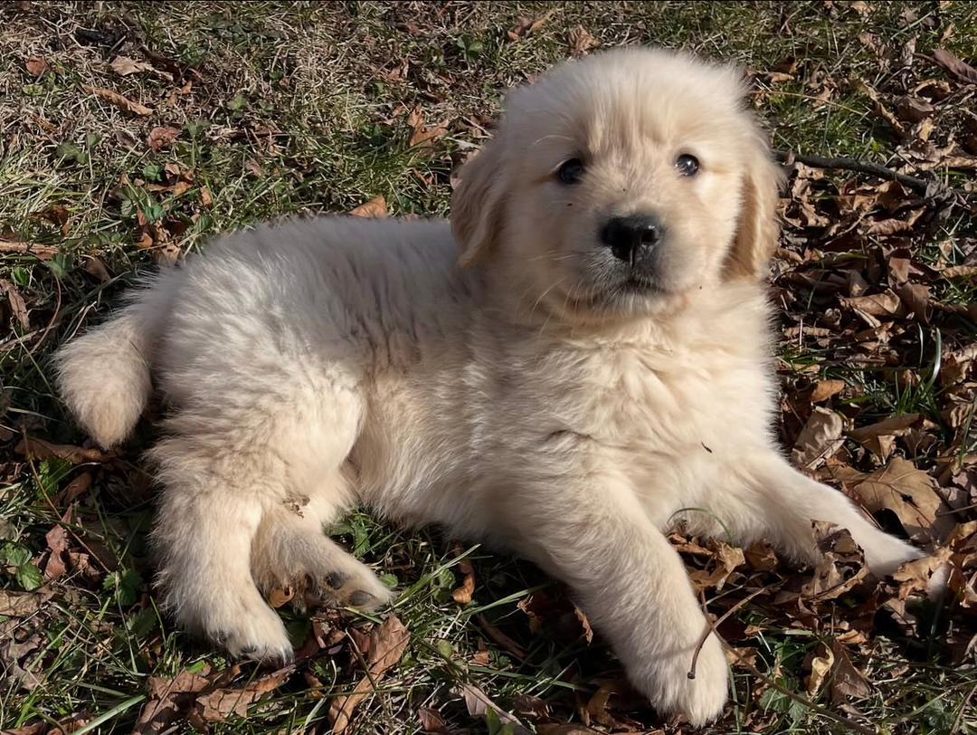 Rosey — Golden Retriever puppy from PrestigeGoldenHome