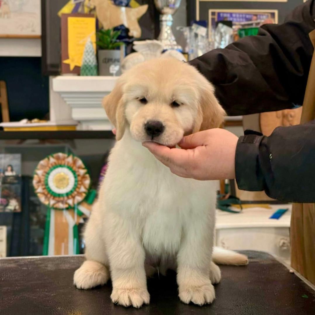 Simba — Golden Retriever puppy from PrestigeGoldenHome