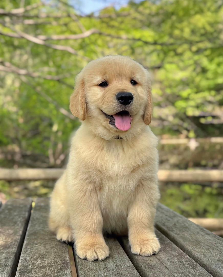 Sino — Golden Retriever puppy from PrestigeGoldenHome