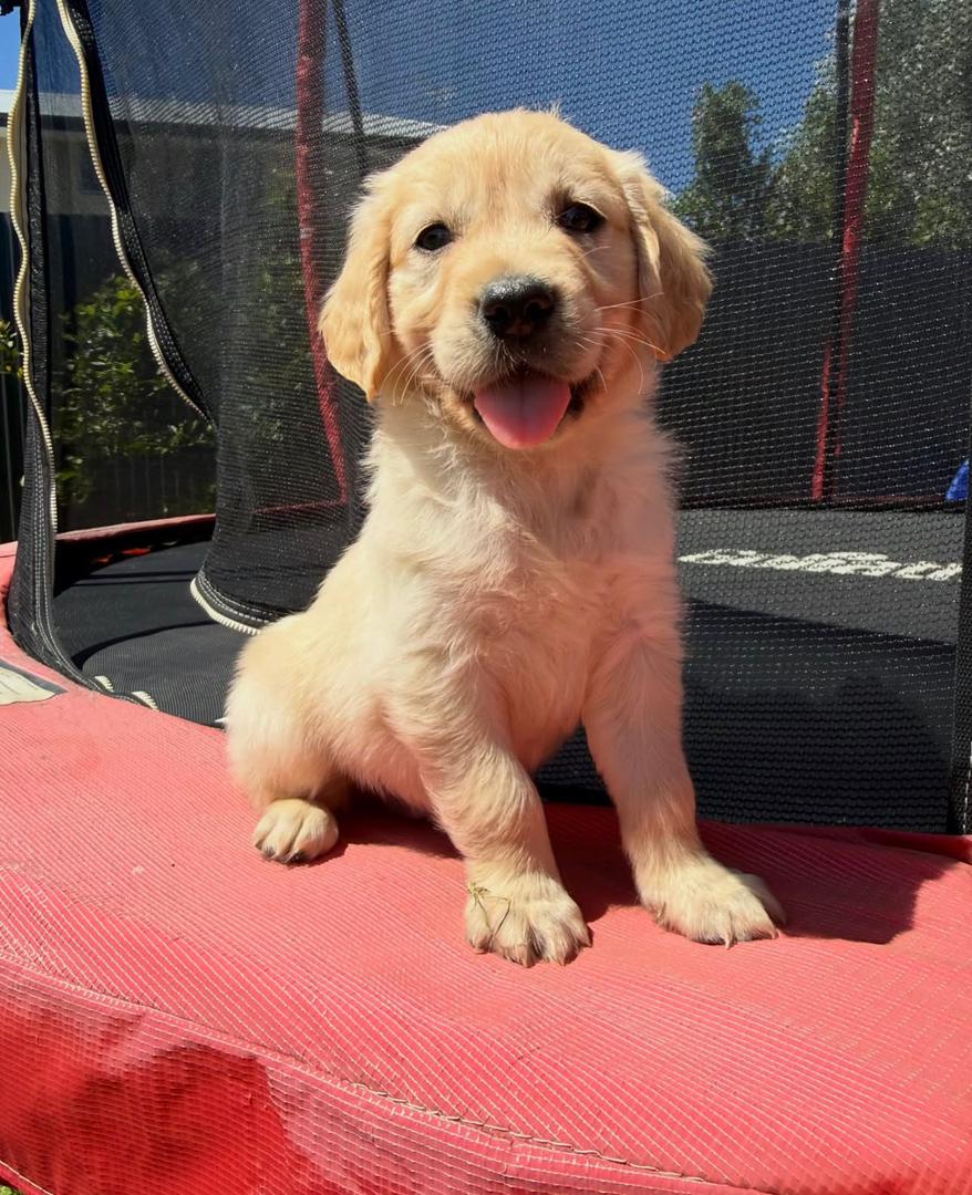 Sunshine — Golden Retriever puppy from PrestigeGoldenHome