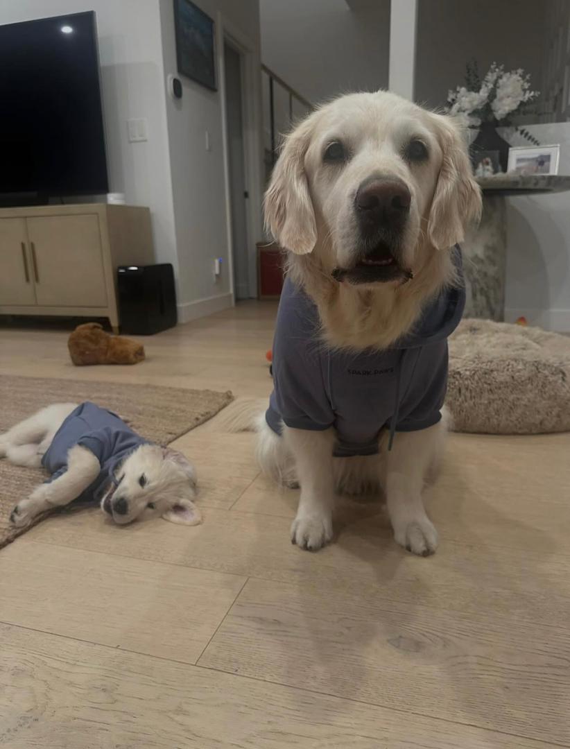 James Wilson — PrestigeGoldenHome family