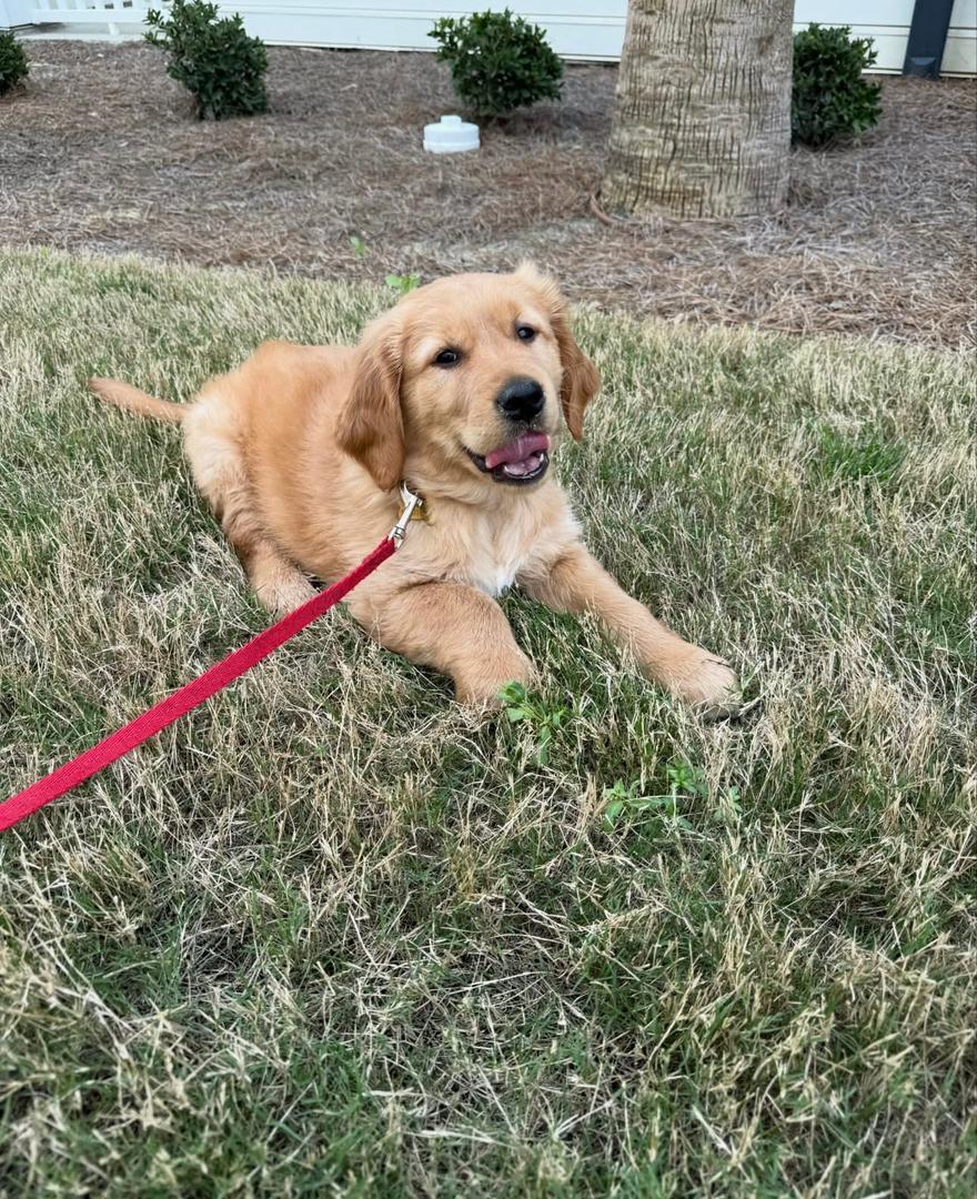 Karen Davis — PrestigeGoldenHome family