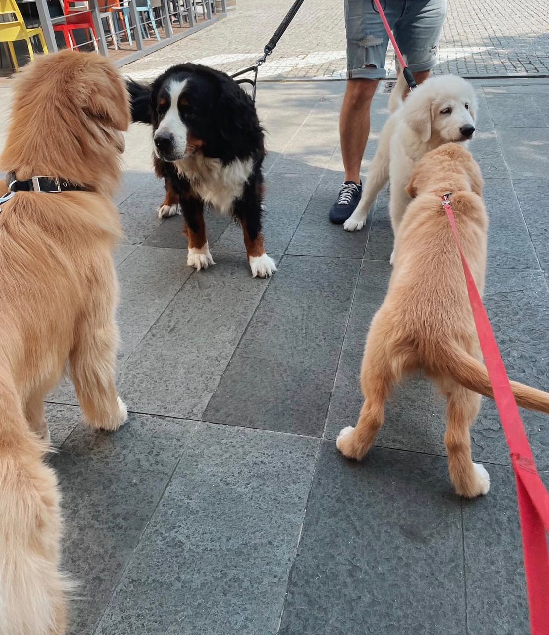 Brian Harris — PrestigeGoldenHome family